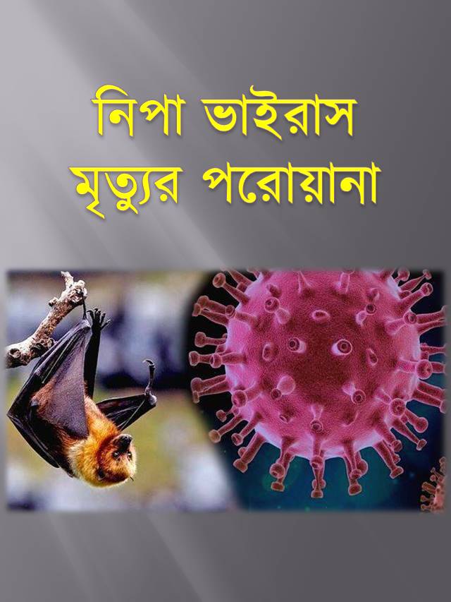 নিপা ভাইরাসঃ মৃত্যুর পরোয়ানা